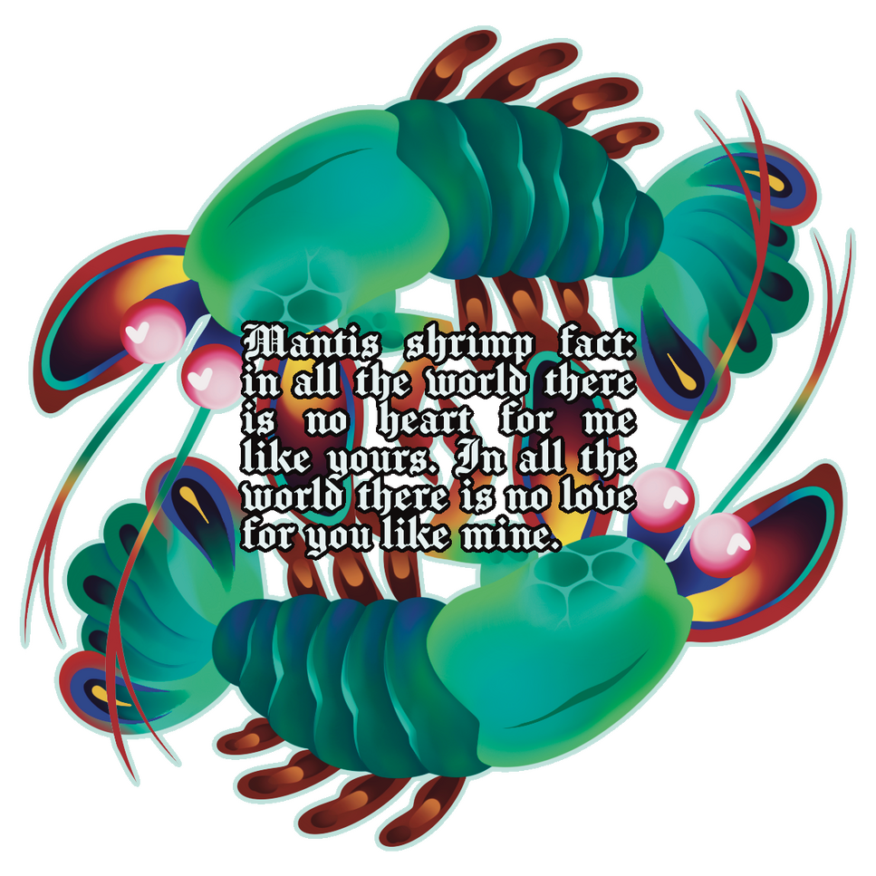 "mantis shrimp fact sticker"